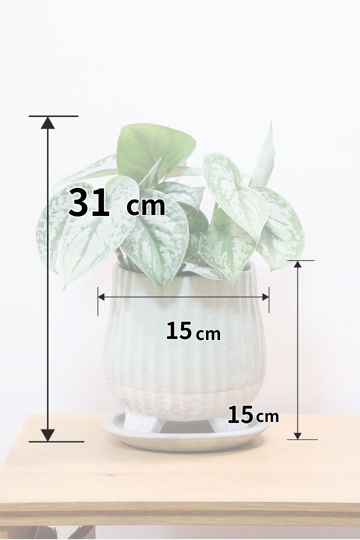 【スキンダプサス トレビー】ベルベットのような葉の質感。葉の模様が個性的で美しい観葉植物です！