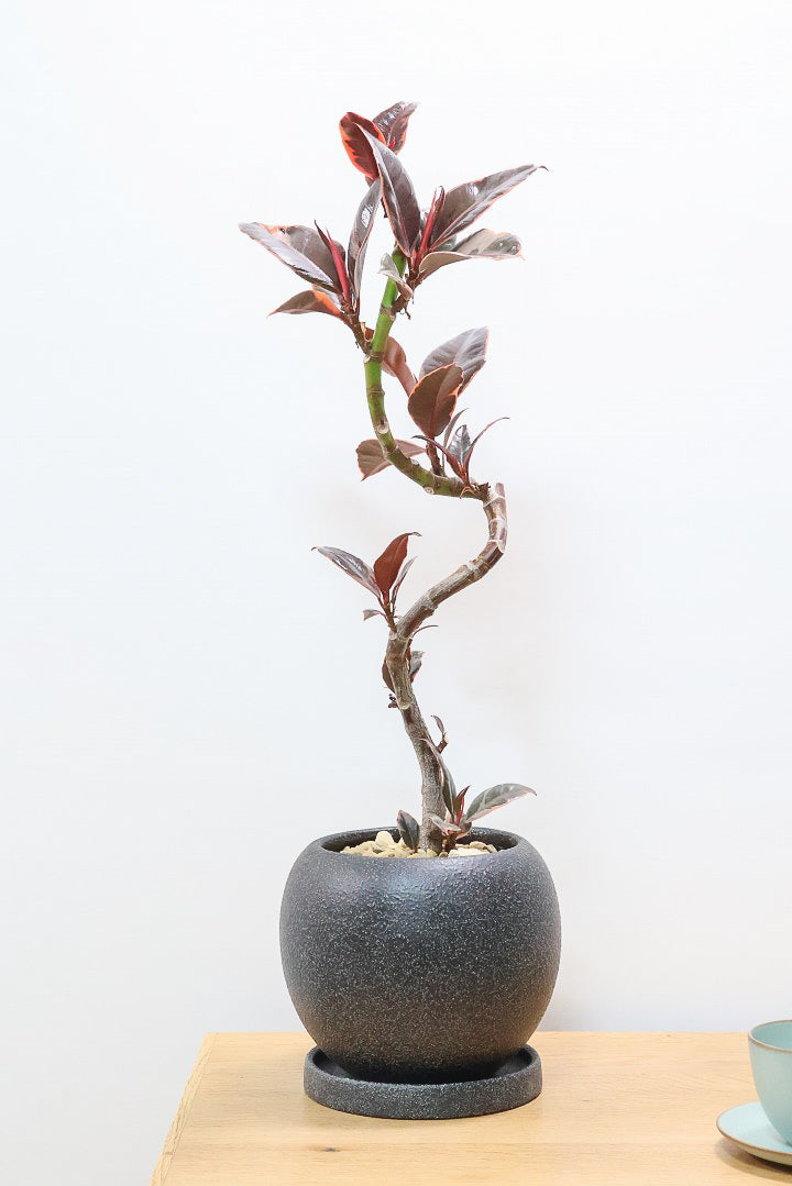 【フィカス ルビー】流れるような美しい幹！このサイズの曲樹形のものはかなり久々の入荷です！おすすめ！いい葉色しています！