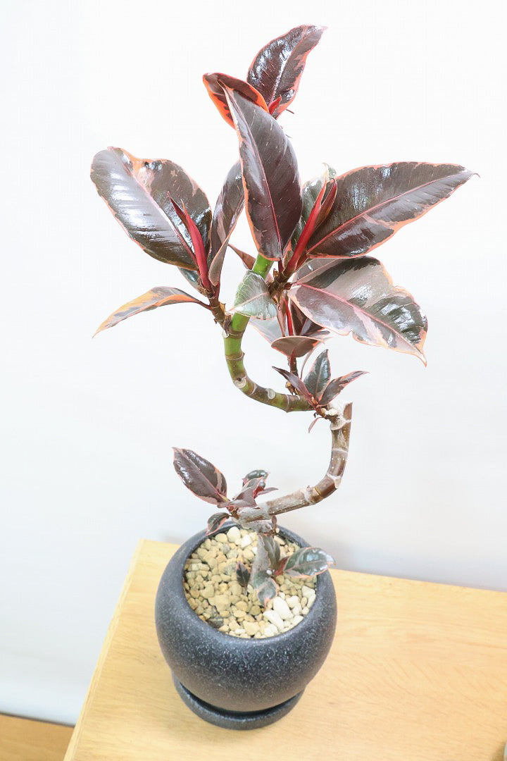 【フィカス ルビー】流れるような美しい幹！このサイズの曲樹形のものはかなり久々の入荷です！おすすめ！いい葉色しています！
