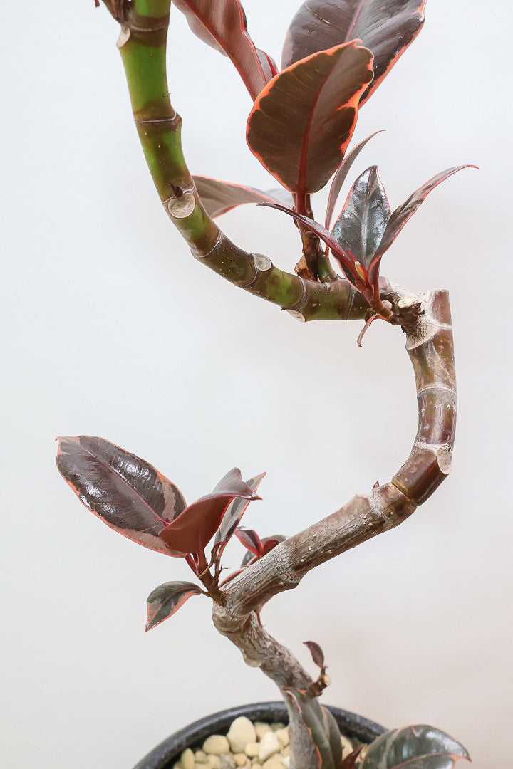 【フィカス ルビー】流れるような美しい幹！このサイズの曲樹形のものはかなり久々の入荷です！おすすめ！いい葉色しています！