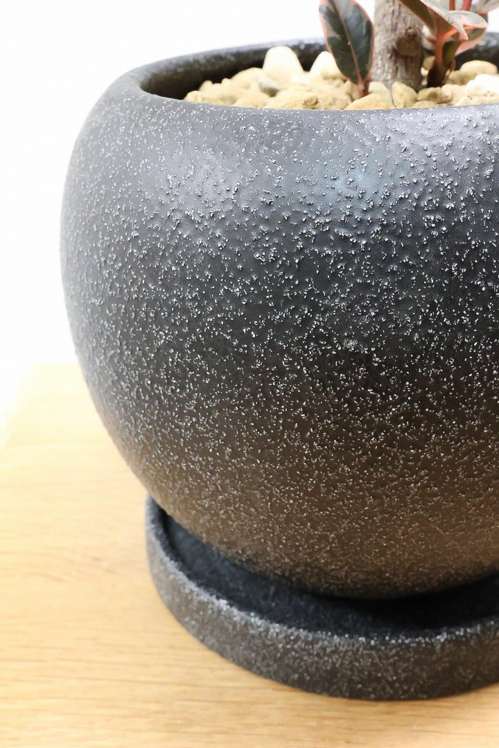 【フィカス ルビー】流れるような美しい幹！このサイズの曲樹形のものはかなり久々の入荷です！おすすめ！いい葉色しています！