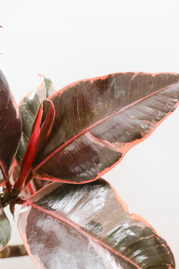 【フィカス ルビー】流れるような美しい幹！このサイズの曲樹形のものはかなり久々の入荷です！おすすめ！いい葉色しています！