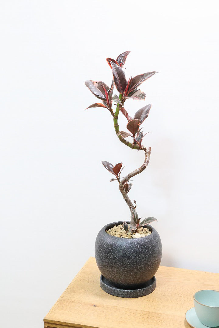 【フィカス ルビー】流れるような美しい幹！このサイズの曲樹形のものはかなり久々の入荷です！おすすめ！いい葉色しています！