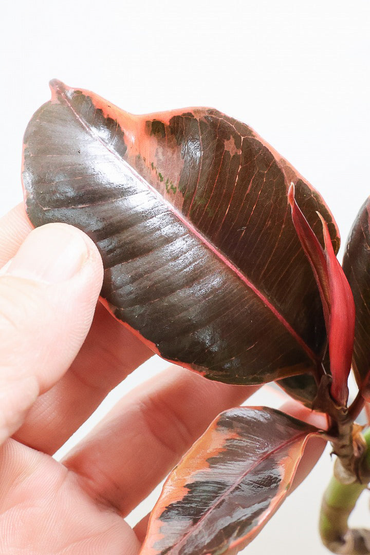 【フィカス ルビー】流れるような美しい幹！このサイズの曲樹形のものはかなり久々の入荷です！おすすめ！いい葉色しています！