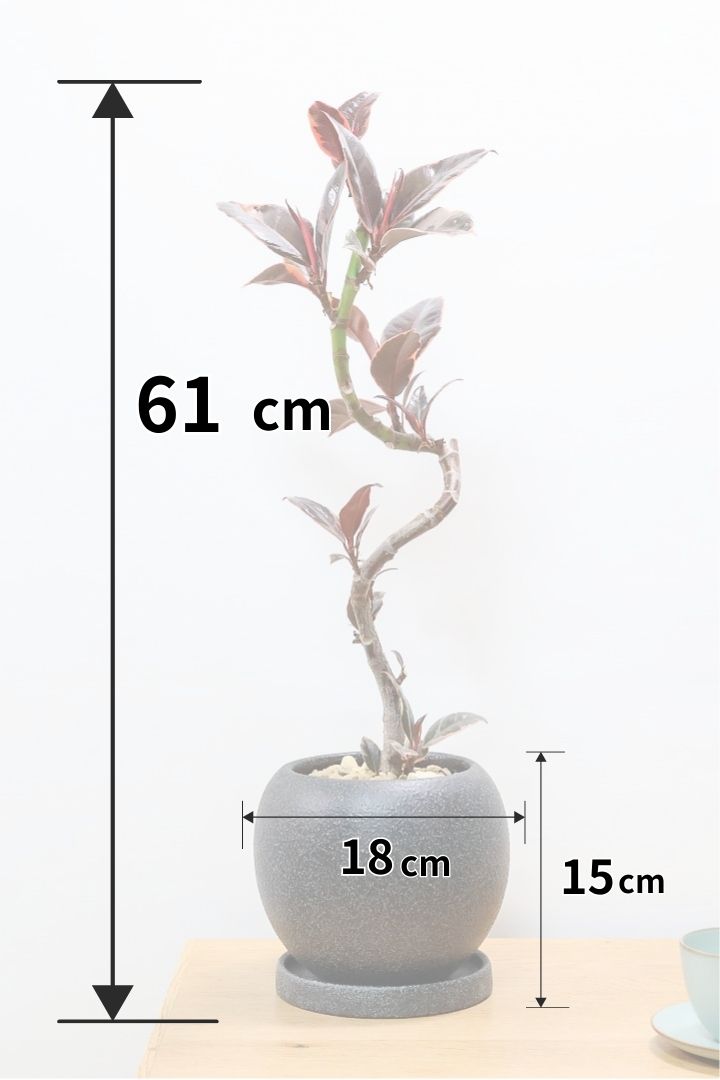 【フィカス ルビー】流れるような美しい幹！このサイズの曲樹形のものはかなり久々の入荷です！おすすめ！いい葉色しています！