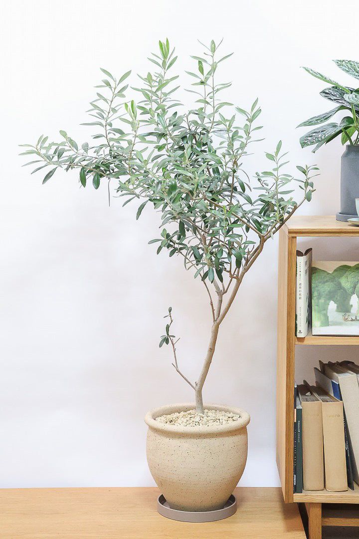 【オリーブ】オリーブの名産地の小豆島でしっかりと作られました！幹はかなり太く年季を感じます！