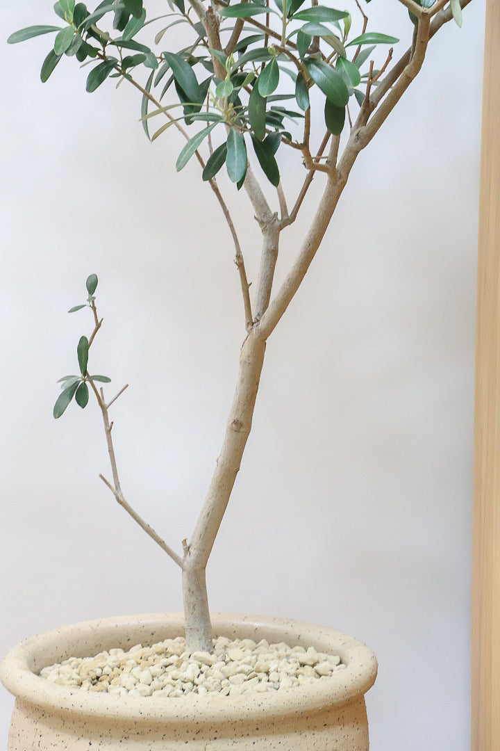 【オリーブ】オリーブの名産地の小豆島でしっかりと作られました！幹はかなり太く年季を感じます！