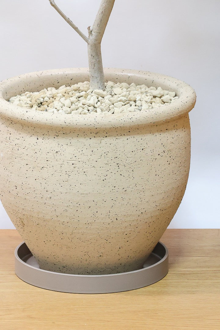 【オリーブ】オリーブの名産地の小豆島でしっかりと作られました！幹はかなり太く年季を感じます！