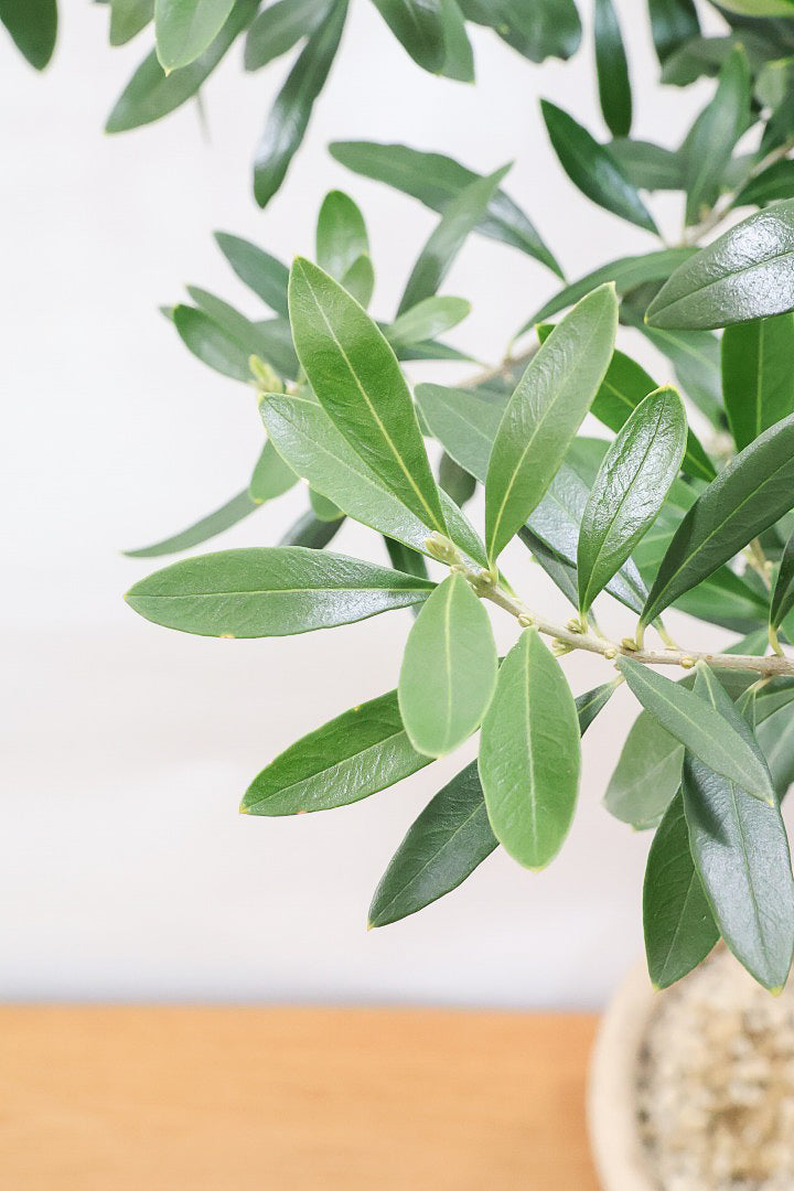 【オリーブ】オリーブの名産地の小豆島でしっかりと作られました！幹はかなり太く年季を感じます！