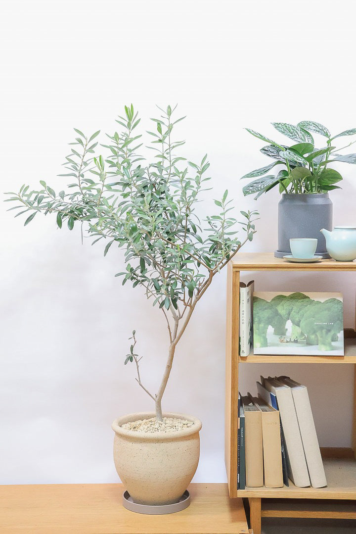 【オリーブ】オリーブの名産地の小豆島でしっかりと作られました！幹はかなり太く年季を感じます！