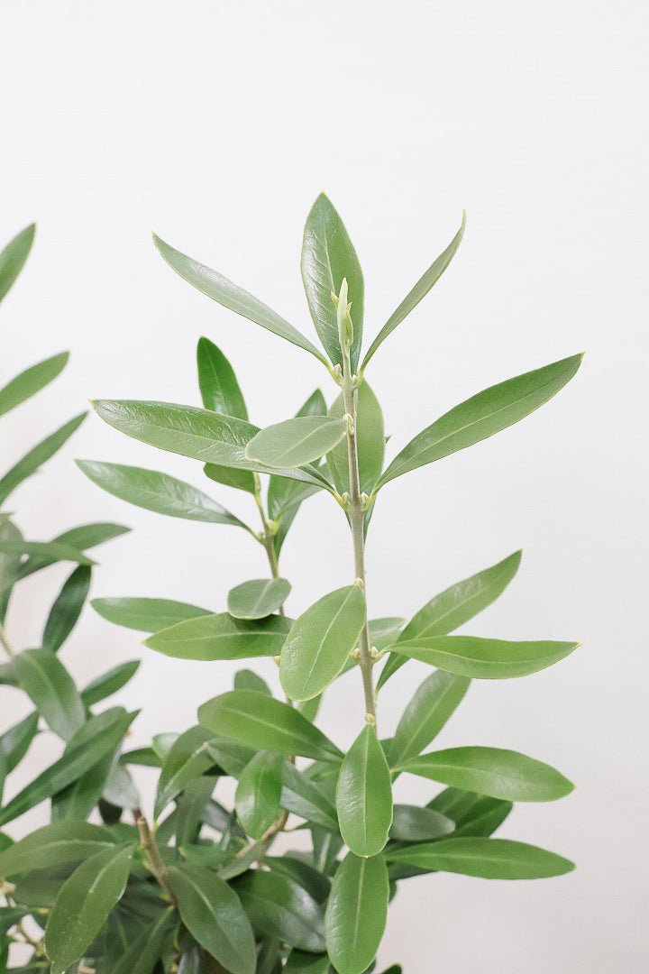 【オリーブ】オリーブの名産地の小豆島でしっかりと作られました！幹はかなり太く年季を感じます！