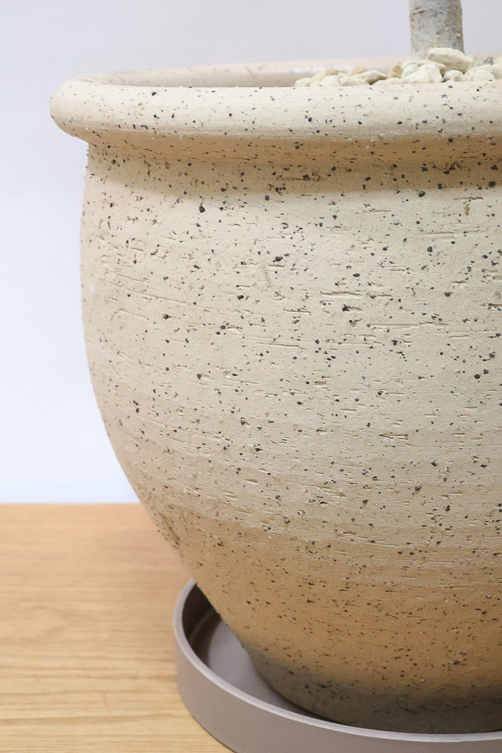 【オリーブ】オリーブの名産地の小豆島でしっかりと作られました！幹はかなり太く年季を感じます！