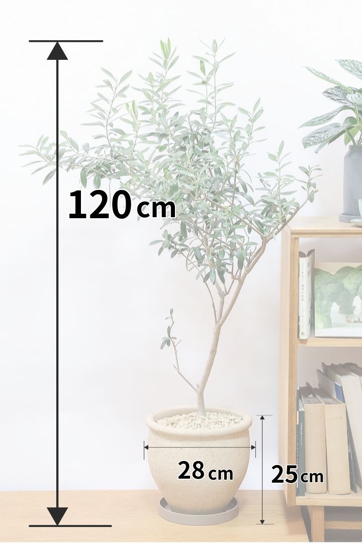 【オリーブ】オリーブの名産地の小豆島でしっかりと作られました！幹はかなり太く年季を感じます！