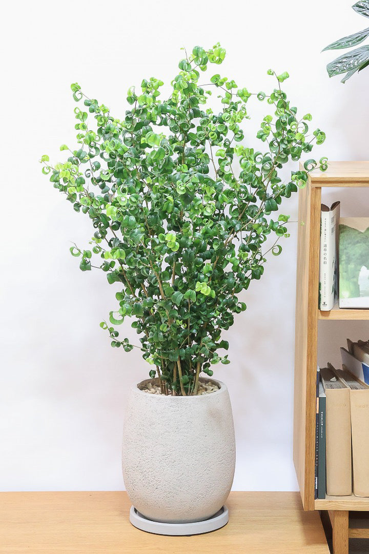 【ベンジャミン バロック】BIGサイズ！愛知県のベンジャミン作りの名人による逸品です！おすすめです！