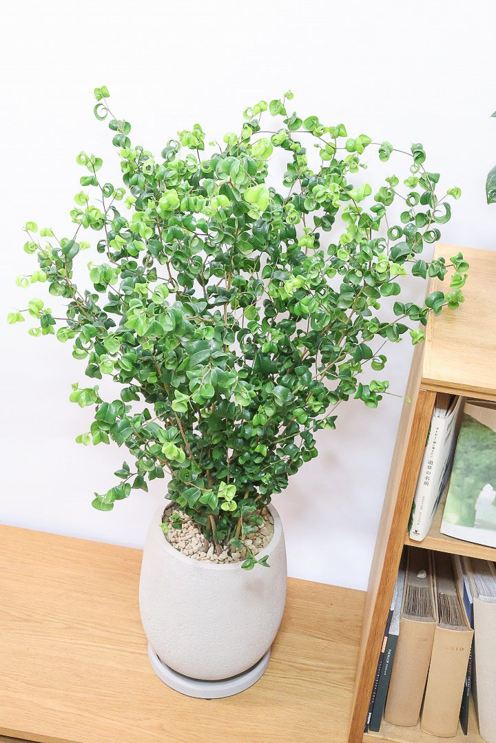 【ベンジャミン バロック】BIGサイズ！愛知県のベンジャミン作りの名人による逸品です！おすすめです！