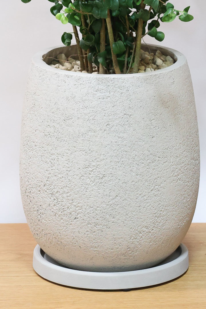 【ベンジャミン バロック】BIGサイズ！愛知県のベンジャミン作りの名人による逸品です！おすすめです！