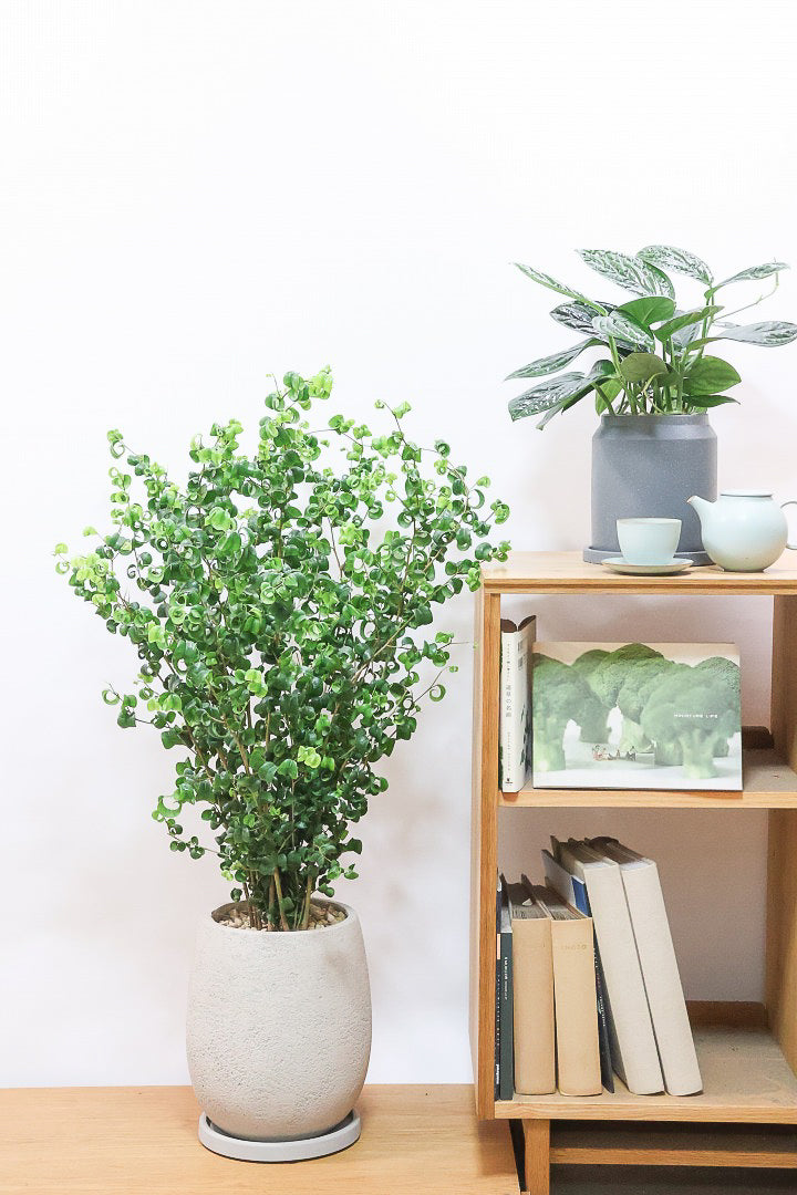 【ベンジャミン バロック】BIGサイズ！愛知県のベンジャミン作りの名人による逸品です！おすすめです！