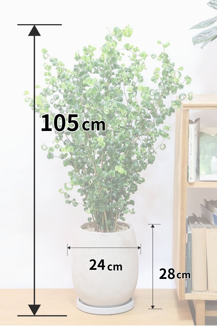 【ベンジャミン バロック】BIGサイズ！愛知県のベンジャミン作りの名人による逸品です！おすすめです！