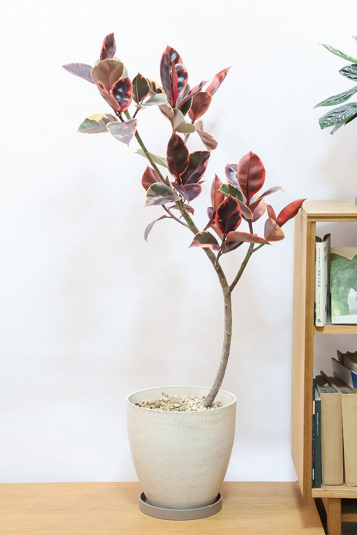 【フィカス ルビー】今回はBIGサイズ！軽量で扱いやすい樹脂製のPOTです！とにかく葉色が抜群！ここまで発色が良いものはレアですよ！