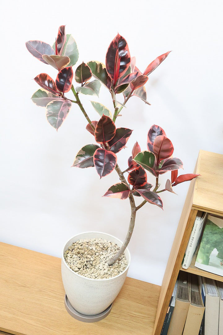 【フィカス ルビー】今回はBIGサイズ！軽量で扱いやすい樹脂製のPOTです！とにかく葉色が抜群！ここまで発色が良いものはレアですよ！