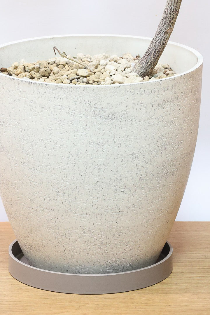 【フィカス ルビー】今回はBIGサイズ！軽量で扱いやすい樹脂製のPOTです！とにかく葉色が抜群！ここまで発色が良いものはレアですよ！