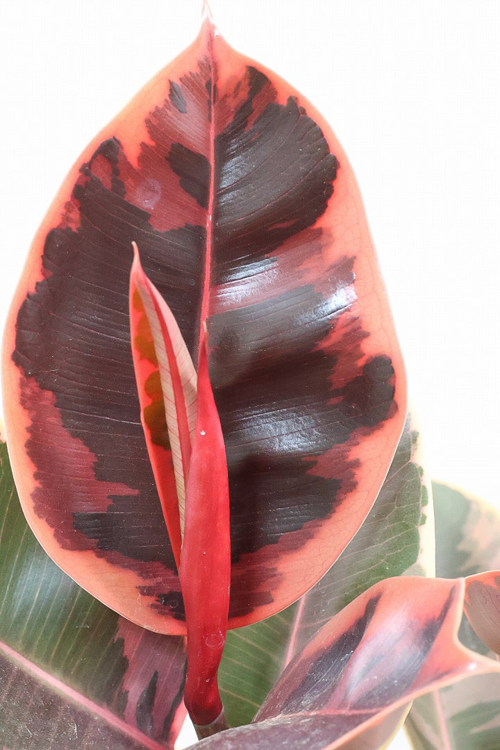 【フィカス ルビー】今回はBIGサイズ！軽量で扱いやすい樹脂製のPOTです！とにかく葉色が抜群！ここまで発色が良いものはレアですよ！