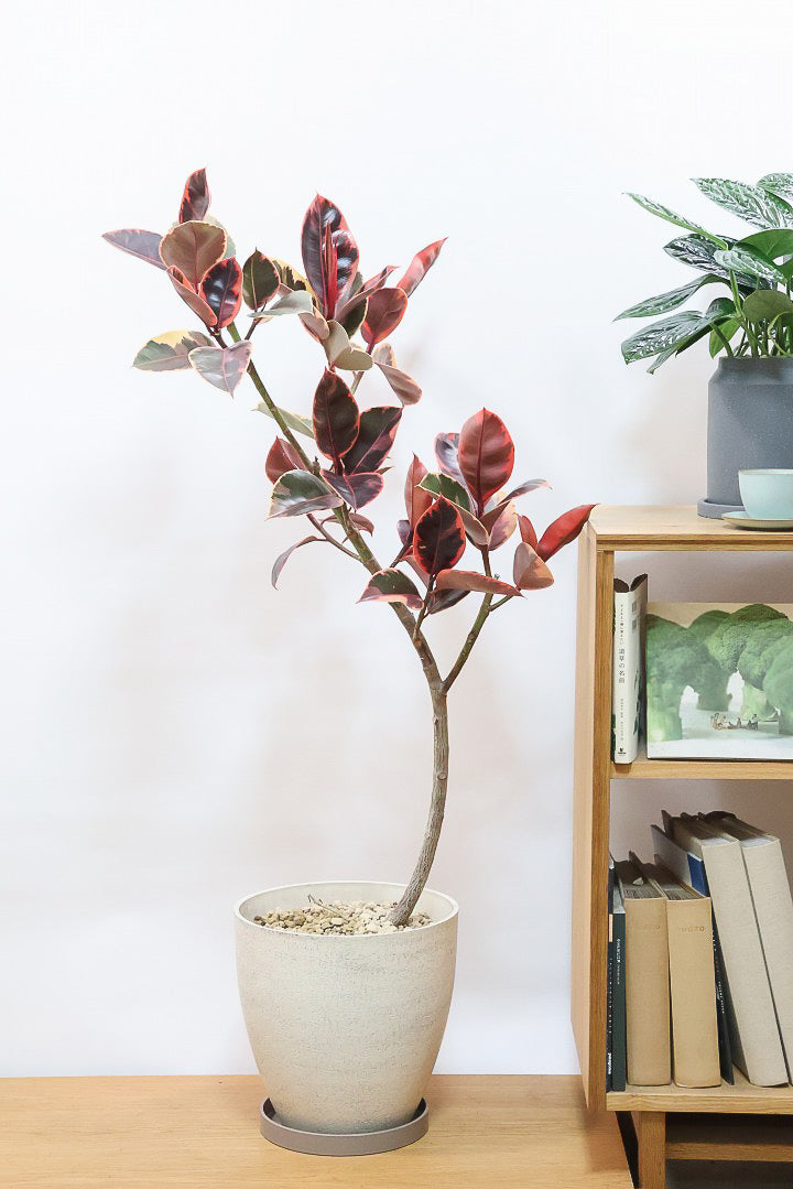 【フィカス ルビー】今回はBIGサイズ！軽量で扱いやすい樹脂製のPOTです！とにかく葉色が抜群！ここまで発色が良いものはレアですよ！