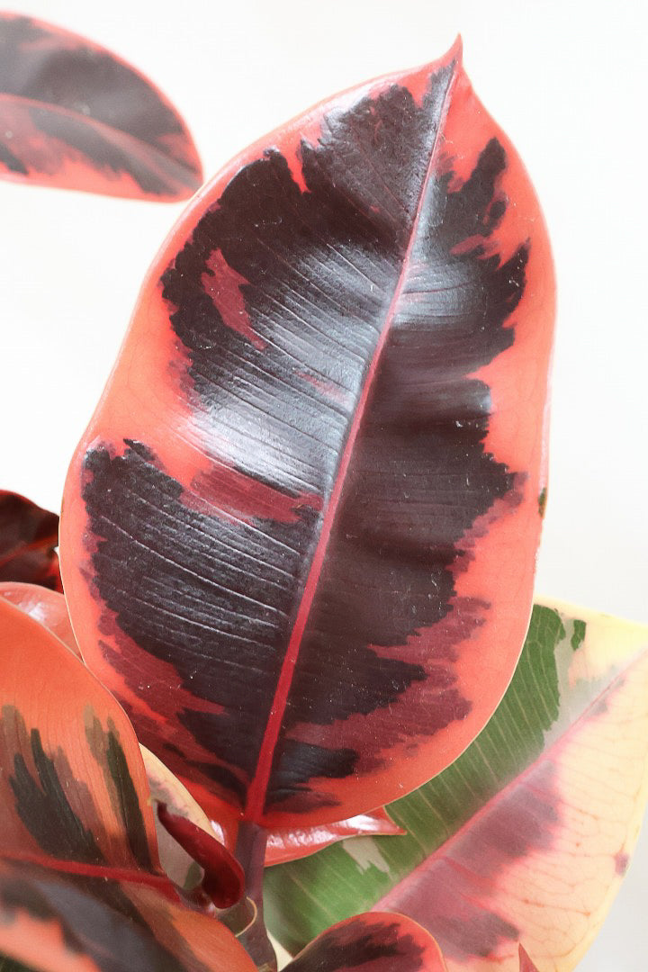 【フィカス ルビー】今回はBIGサイズ！軽量で扱いやすい樹脂製のPOTです！とにかく葉色が抜群！ここまで発色が良いものはレアですよ！