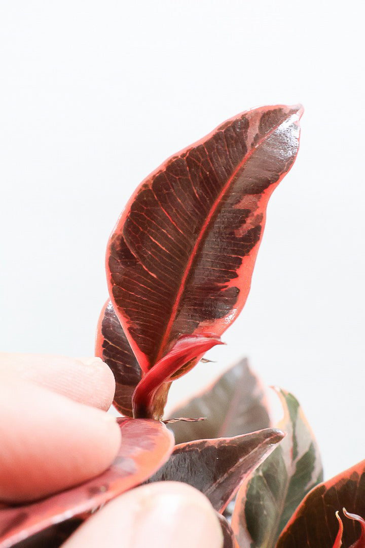 【フィカス ルビー】今回はBIGサイズ！軽量で扱いやすい樹脂製のPOTです！とにかく葉色が抜群！ここまで発色が良いものはレアですよ！