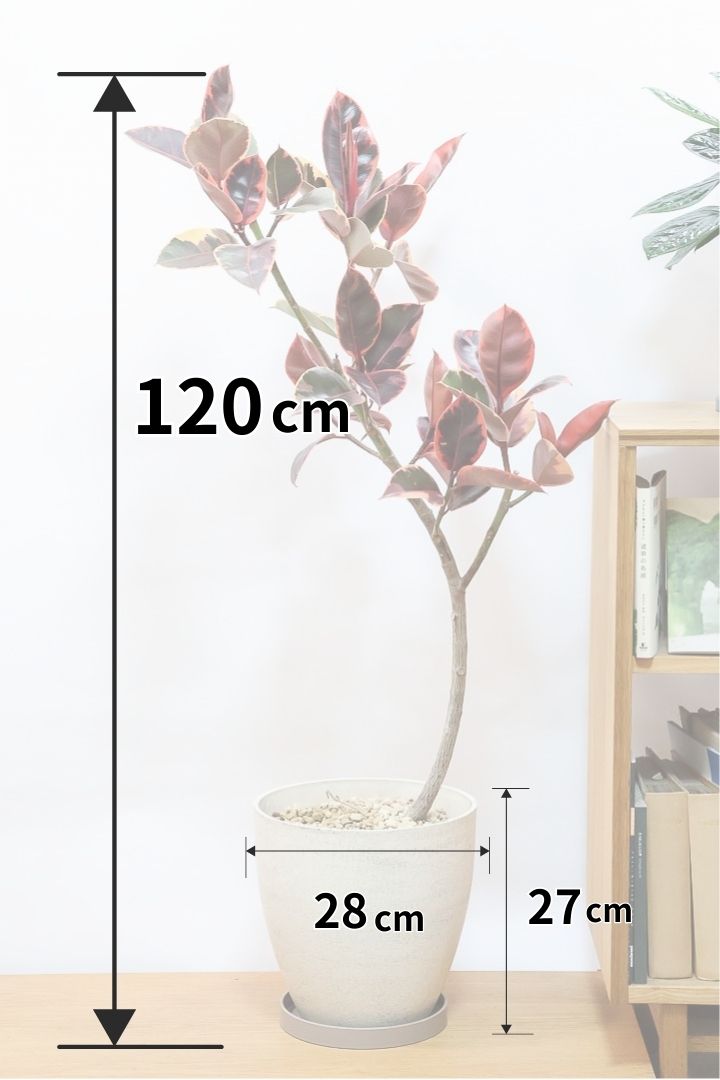 【フィカス ルビー】今回はBIGサイズ！軽量で扱いやすい樹脂製のPOTです！とにかく葉色が抜群！ここまで発色が良いものはレアですよ！