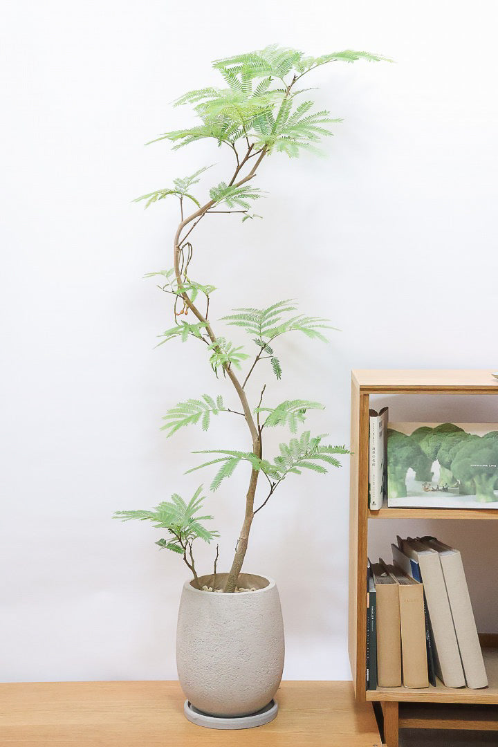 【エバーフレッシュ】個性的にカーブした幹！幹はとてもしっかりとしていますので、存在感がありますよ！