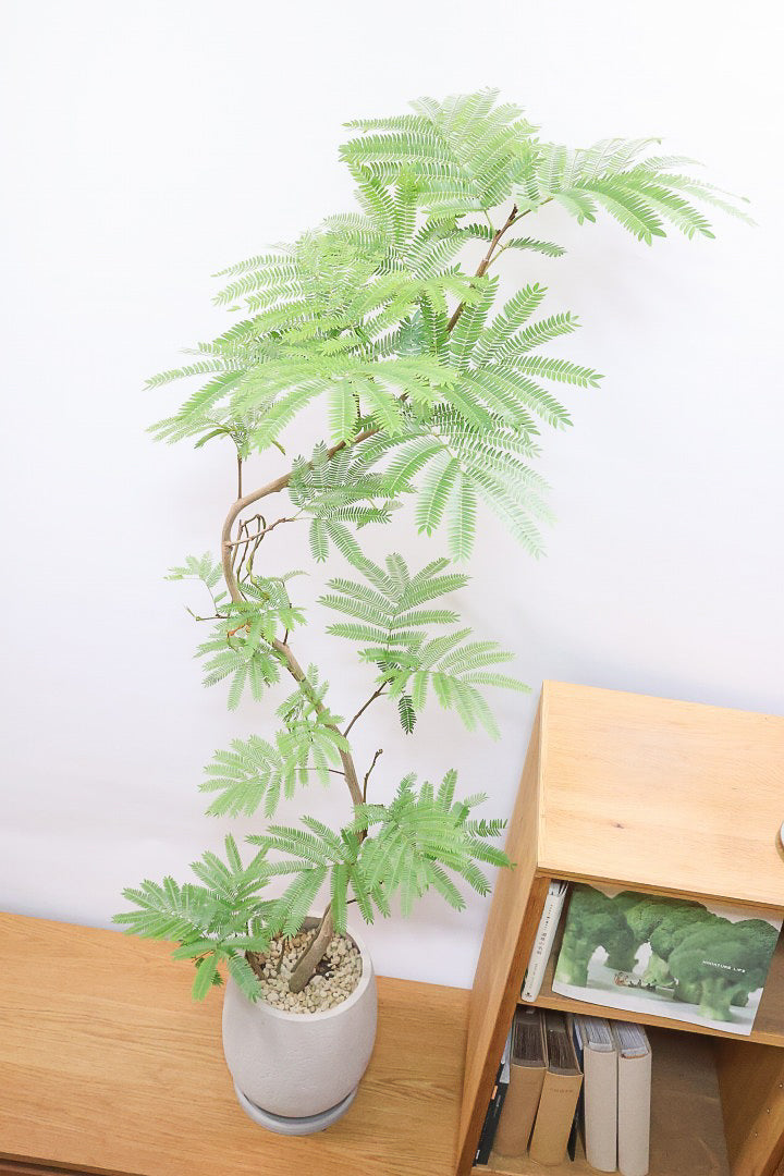 【エバーフレッシュ】個性的にカーブした幹！幹はとてもしっかりとしていますので、存在感がありますよ！