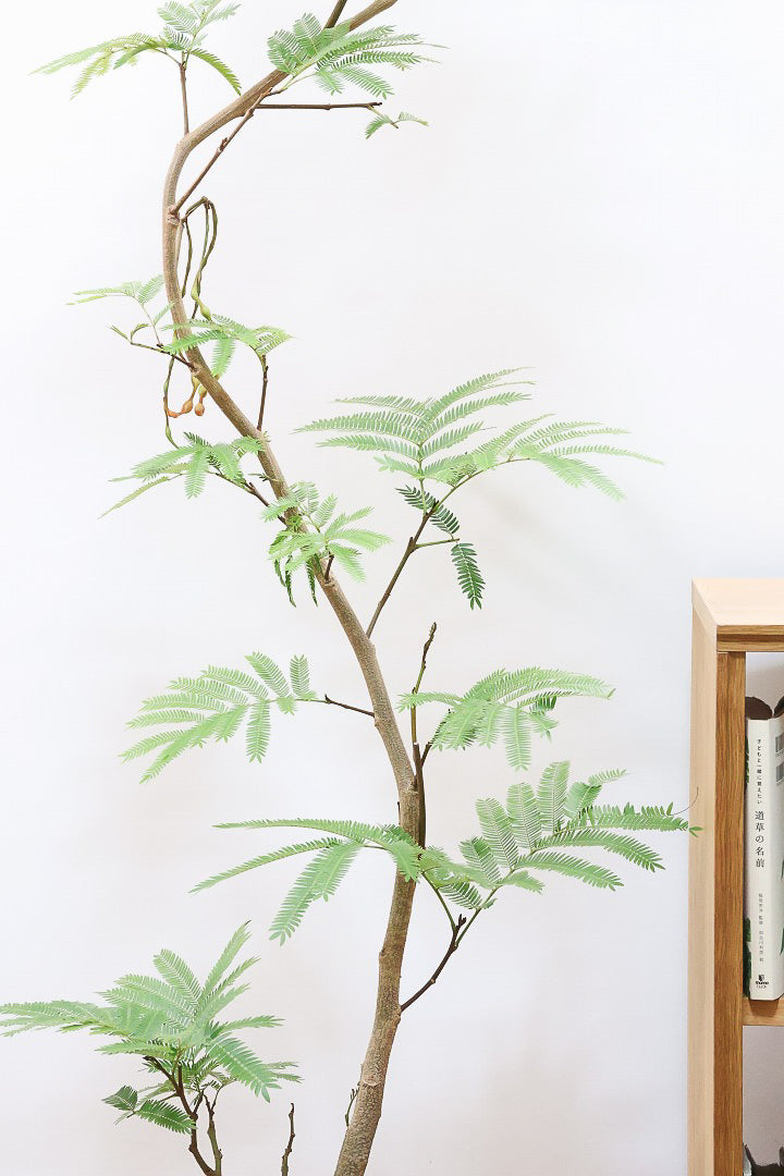 【エバーフレッシュ】個性的にカーブした幹！幹はとてもしっかりとしていますので、存在感がありますよ！