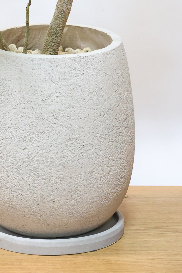 【エバーフレッシュ】個性的にカーブした幹！幹はとてもしっかりとしていますので、存在感がありますよ！