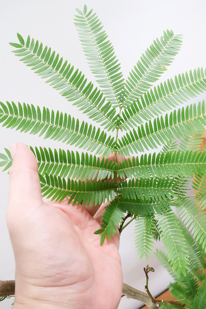 【エバーフレッシュ】個性的にカーブした幹！幹はとてもしっかりとしていますので、存在感がありますよ！