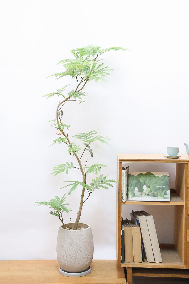 【エバーフレッシュ】個性的にカーブした幹！幹はとてもしっかりとしていますので、存在感がありますよ！