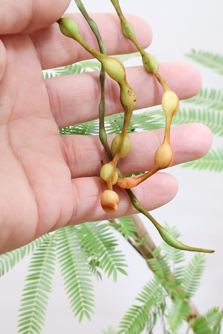 【エバーフレッシュ】個性的にカーブした幹！幹はとてもしっかりとしていますので、存在感がありますよ！