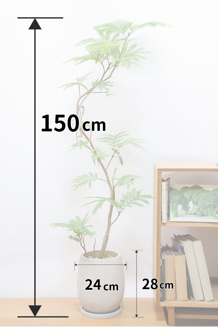 【エバーフレッシュ】個性的にカーブした幹！幹はとてもしっかりとしていますので、存在感がありますよ！