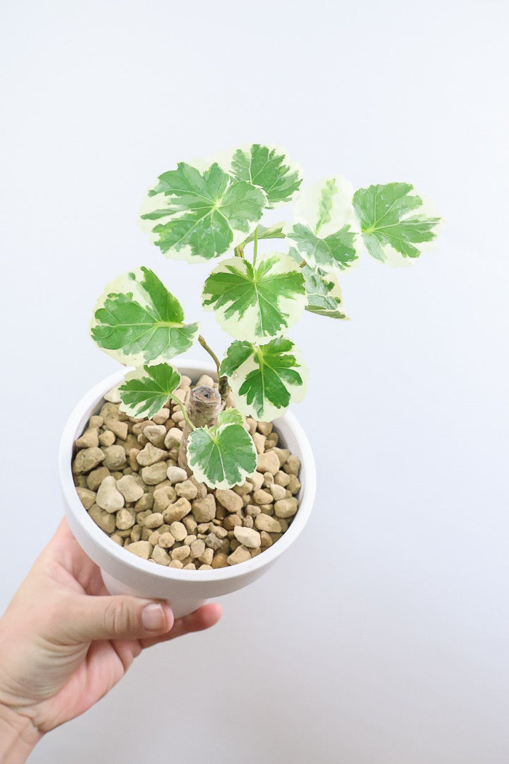 【ポリシャス マルギナータ】軽量な樹脂製のPOT！初めて植物を育てる方にも安心の価格設定にしました！春からの新生活にいかがでしょうか？