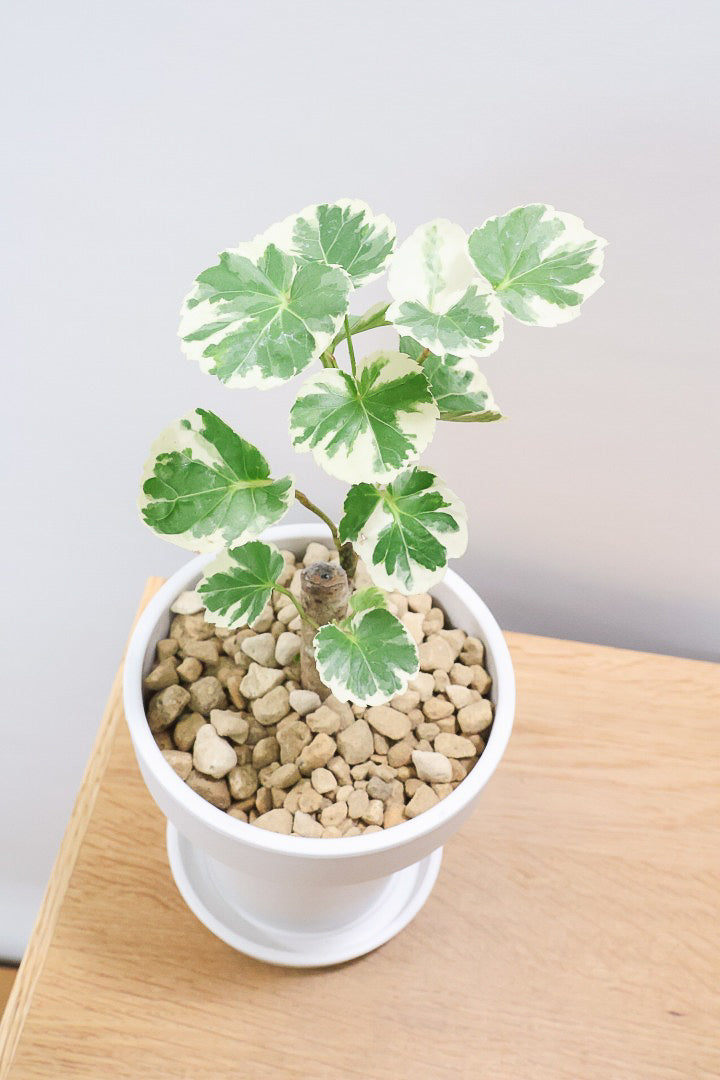 【ポリシャス マルギナータ】軽量な樹脂製のPOT！初めて植物を育てる方にも安心の価格設定にしました！春からの新生活にいかがでしょうか？