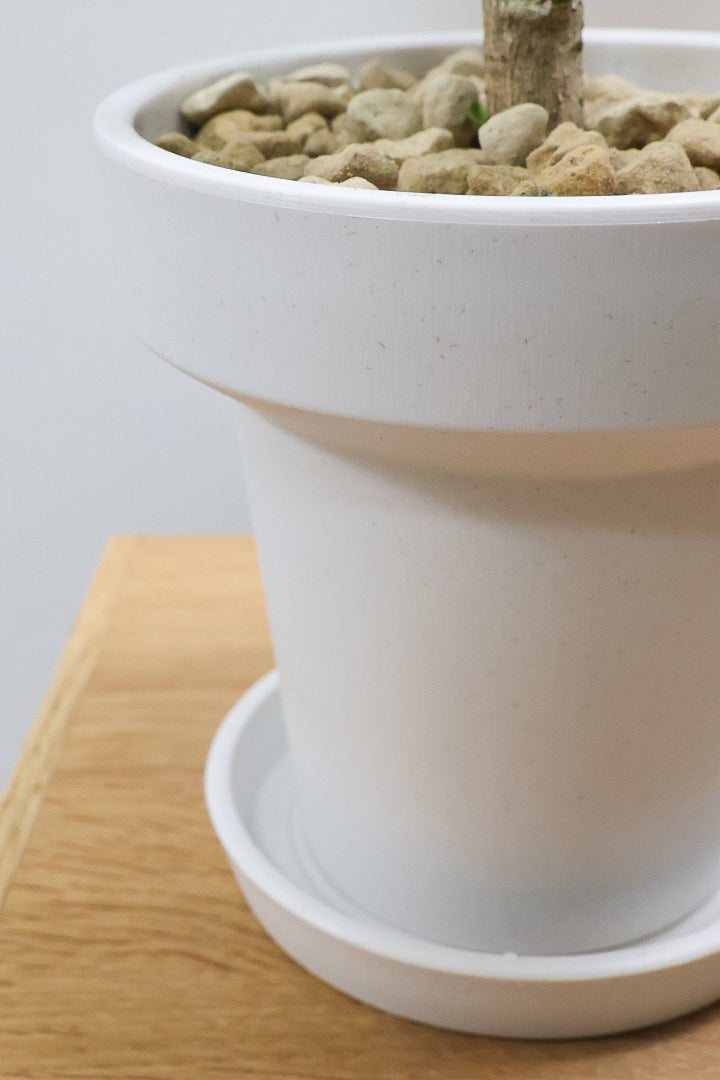 【ポリシャス マルギナータ】軽量な樹脂製のPOT！初めて植物を育てる方にも安心の価格設定にしました！春からの新生活にいかがでしょうか？