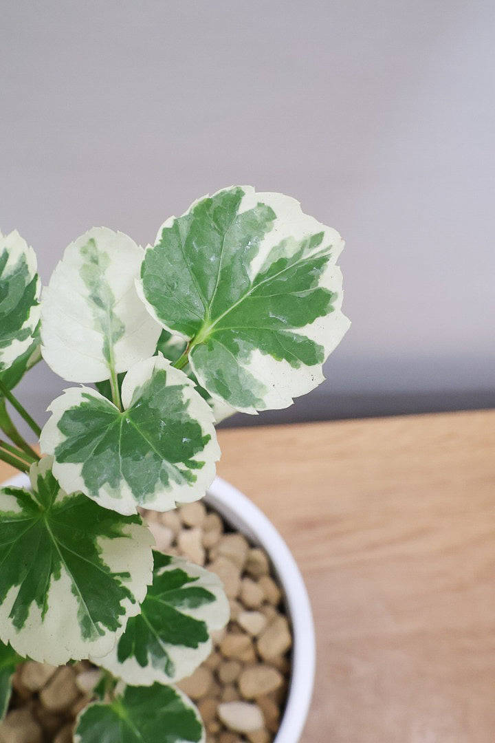 【ポリシャス マルギナータ】軽量な樹脂製のPOT！初めて植物を育てる方にも安心の価格設定にしました！春からの新生活にいかがでしょうか？