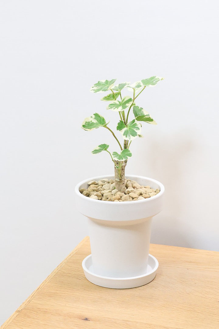 【ポリシャス マルギナータ】軽量な樹脂製のPOT！初めて植物を育てる方にも安心の価格設定にしました！春からの新生活にいかがでしょうか？