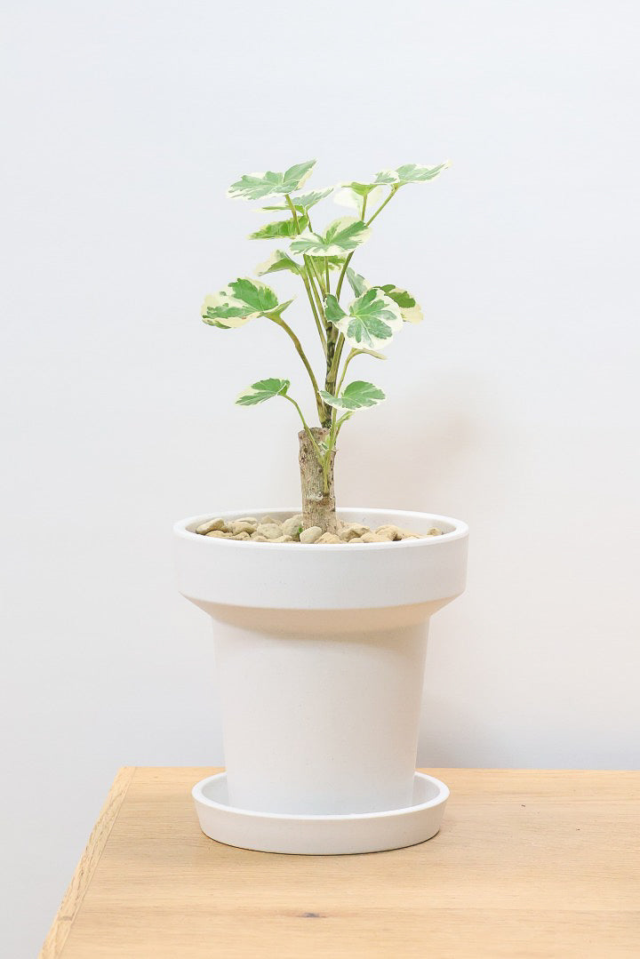 【ポリシャス マルギナータ】軽量な樹脂製のPOT！初めて植物を育てる方にも安心の価格設定にしました！春からの新生活にいかがでしょうか？