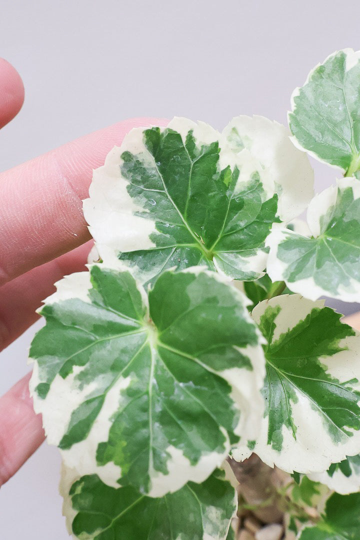 【ポリシャス マルギナータ】軽量な樹脂製のPOT！初めて植物を育てる方にも安心の価格設定にしました！春からの新生活にいかがでしょうか？