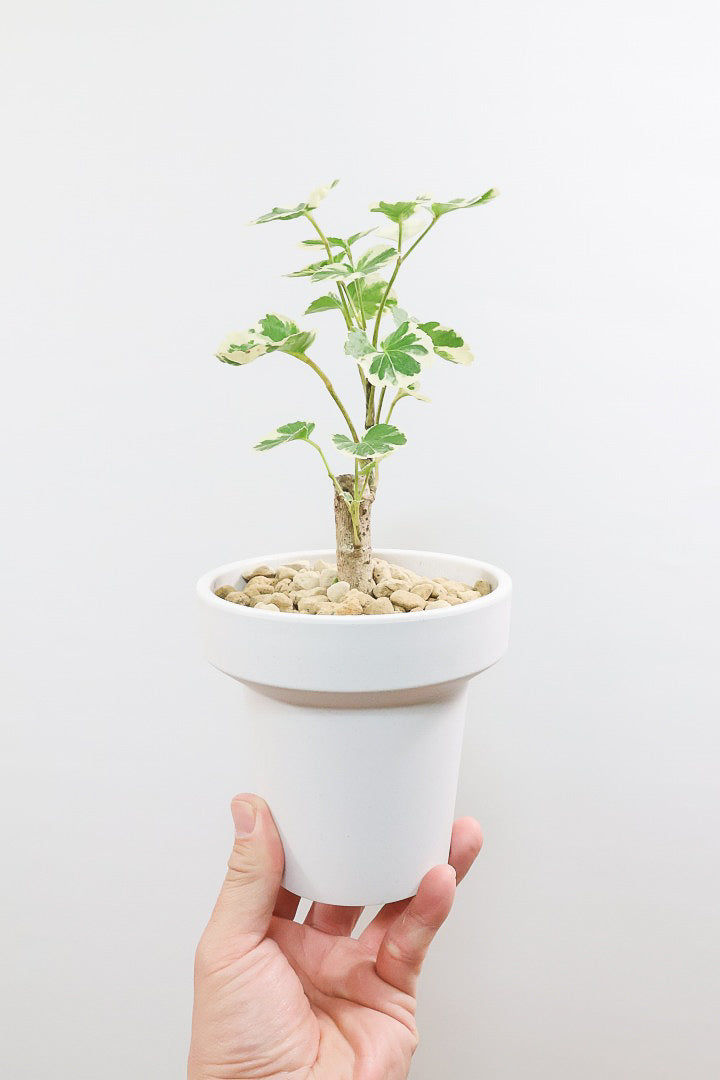 【ポリシャス マルギナータ】軽量な樹脂製のPOT！初めて植物を育てる方にも安心の価格設定にしました！春からの新生活にいかがでしょうか？