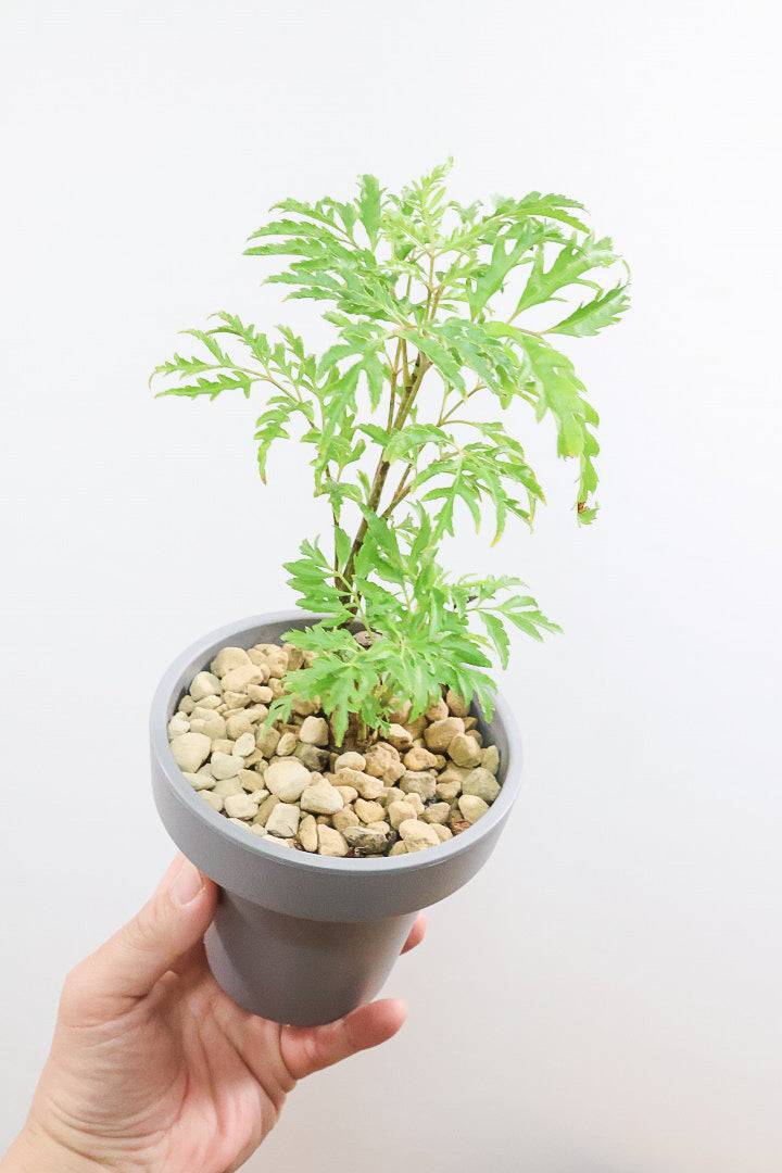 【ポリシャス フルティコーサ】軽量な樹脂製のPOT！初めて植物を育てる方にも安心の価格設定にしました！春からの新生活にいかがでしょうか？