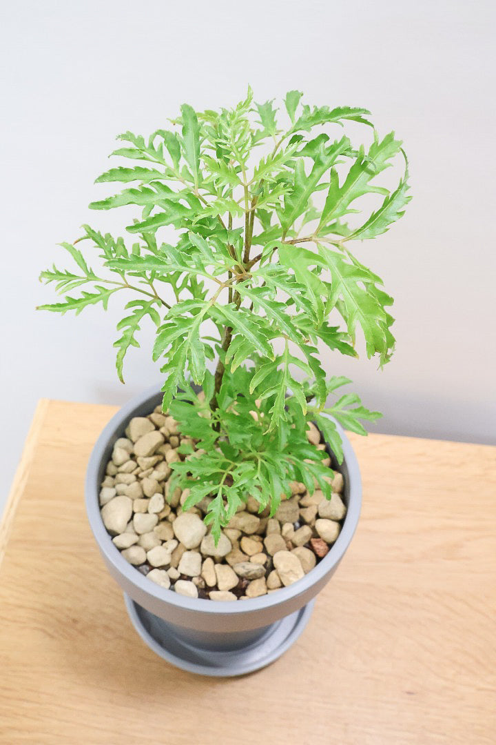 【ポリシャス フルティコーサ】軽量な樹脂製のPOT！初めて植物を育てる方にも安心の価格設定にしました！春からの新生活にいかがでしょうか？