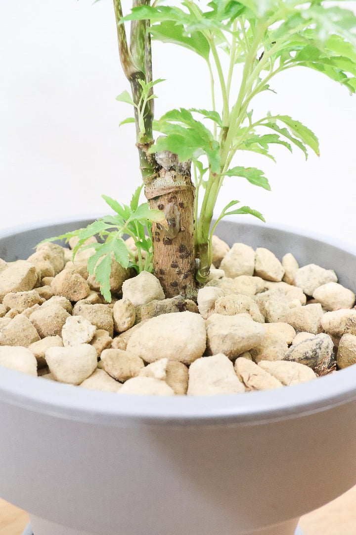 【ポリシャス フルティコーサ】軽量な樹脂製のPOT！初めて植物を育てる方にも安心の価格設定にしました！春からの新生活にいかがでしょうか？