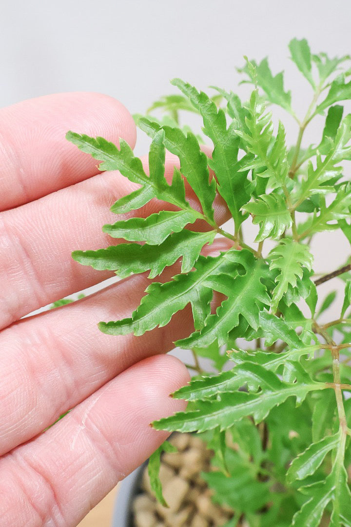 【ポリシャス フルティコーサ】軽量な樹脂製のPOT！初めて植物を育てる方にも安心の価格設定にしました！春からの新生活にいかがでしょうか？